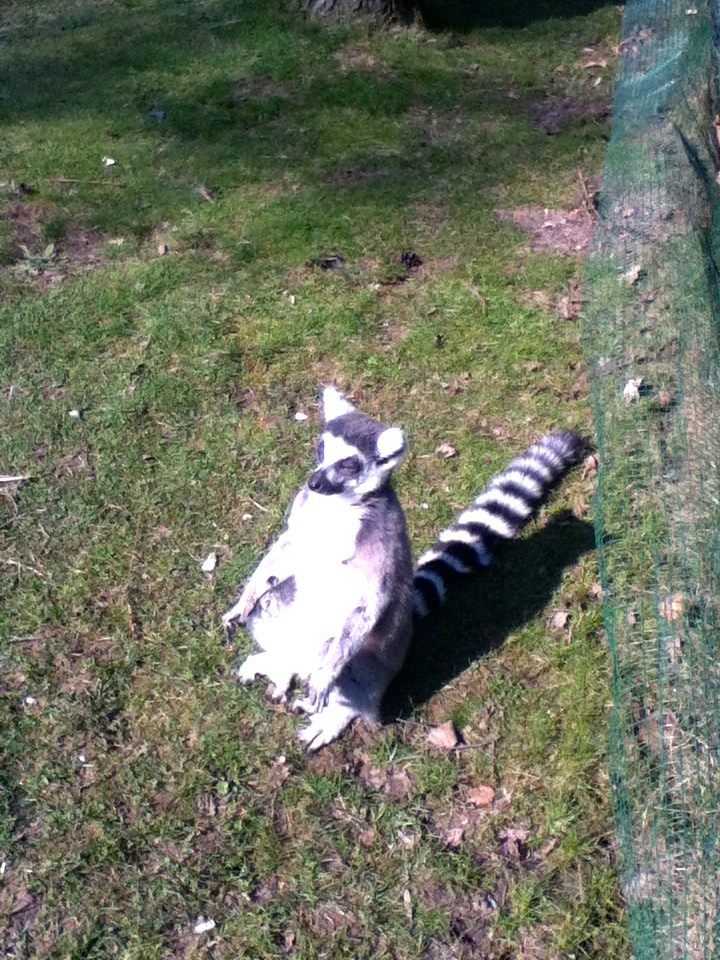 Sint-Martinus den XIIde - Paaswelpenweekend 2013